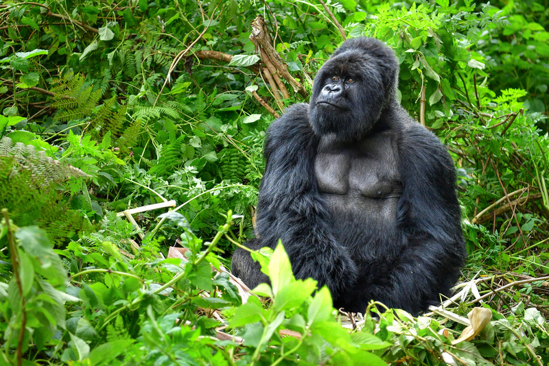 Monkey Love: Why You Should Go Gorilla Trekking in Rwanda | Shutterstock