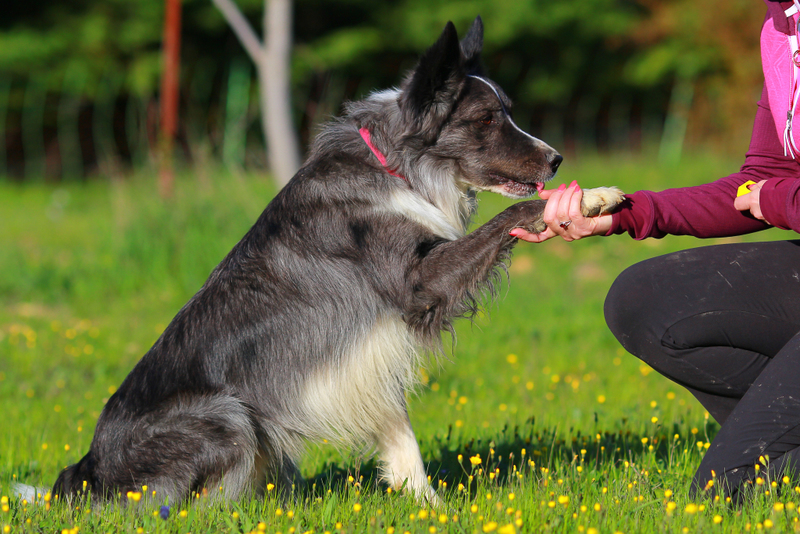 Owning a Dog Can Be Great For Your Well-being. But There is a Small Risk | Shutterstock 