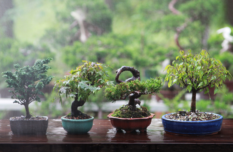 The Many Advantages of the Bonsai Tree | Shutterstock