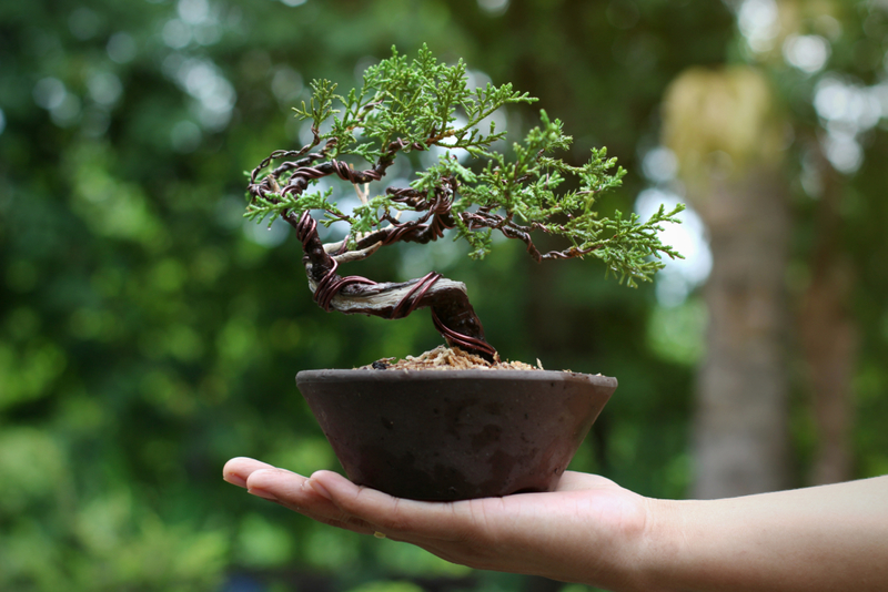 The Many Advantages of the Bonsai Tree | Shutterstock