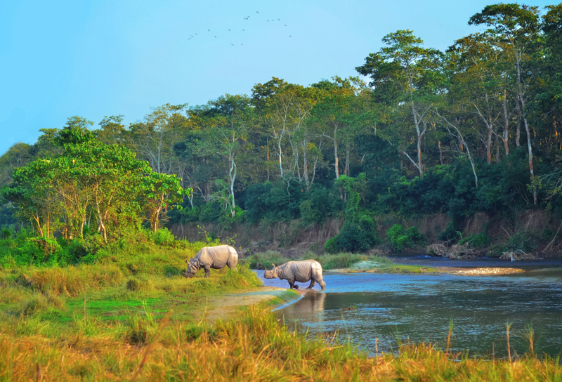 Chitwan National Park, Nepal | Shutterstock
