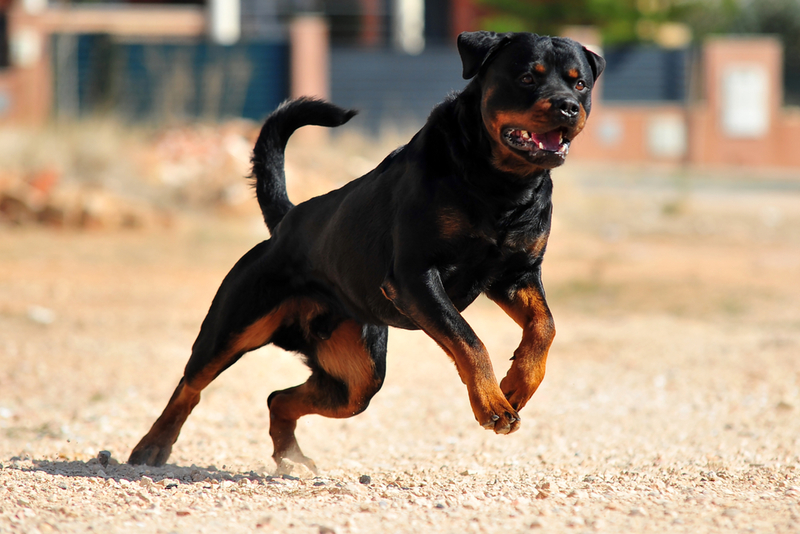 2. Rottweiler | Shutterstock