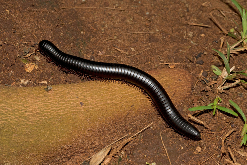 The World's Largest Millipede | Alamy Stock Photo