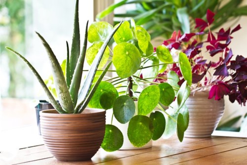 Your House Plants Aren’t Really Doing Much | Shutterstock