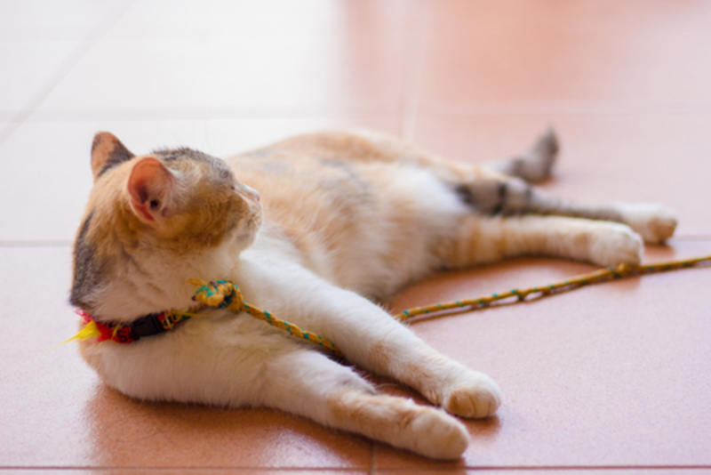 Your Cat Knows Their Own Name, Even If They Seem Indifferent | 