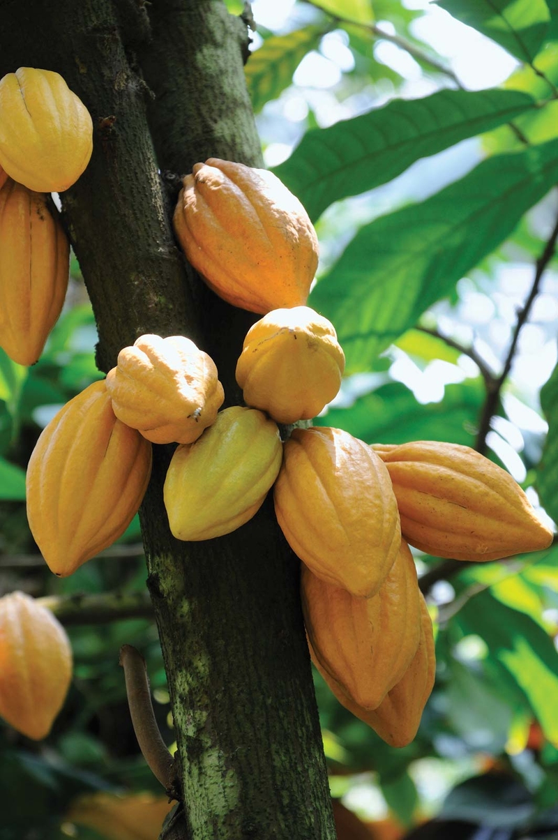 Cacao | Shutterstock 