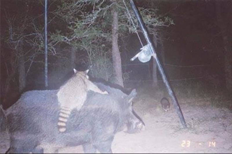 Raccoon Riding A Warthog | 