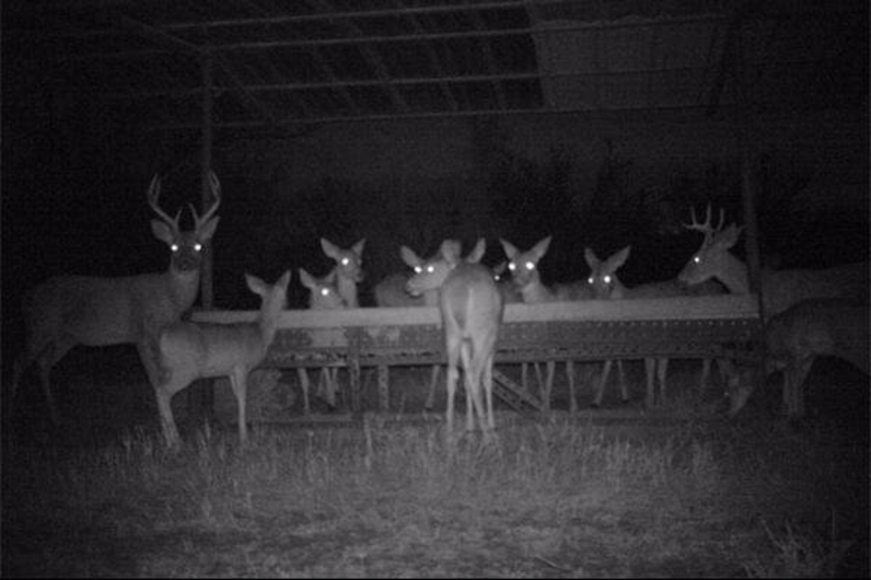 Giant Deer Buffet | 
