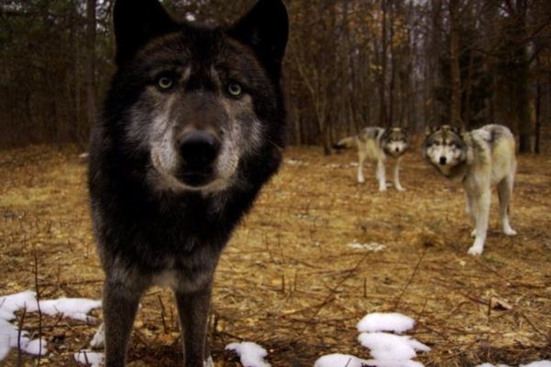 Wolf Watch | 