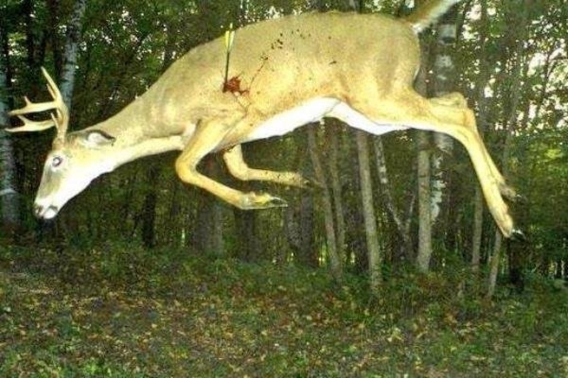 Deer That's Been Hit | 