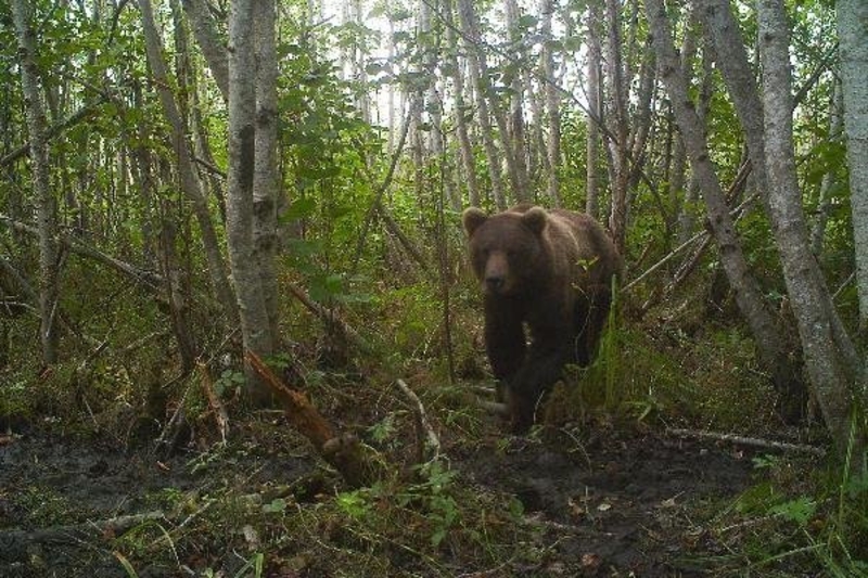   Watch Out! The Bear Is Running AT Us! | 