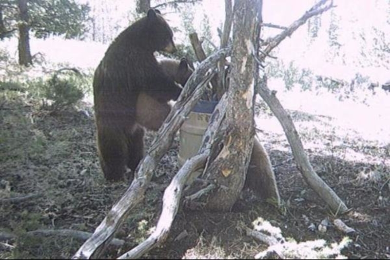 Bear Giving Her Cub A Lift | 