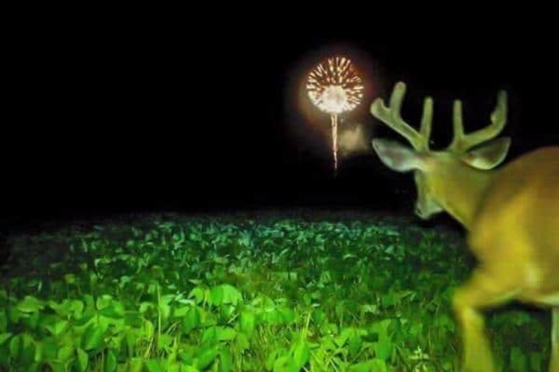 Buck & Fireworks | 