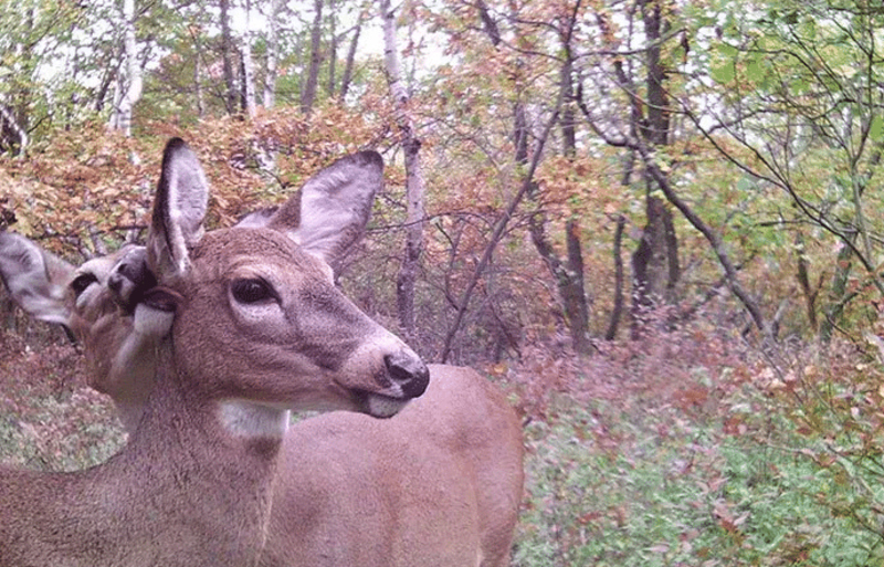 Did We Catch These Deer Making Out? | 