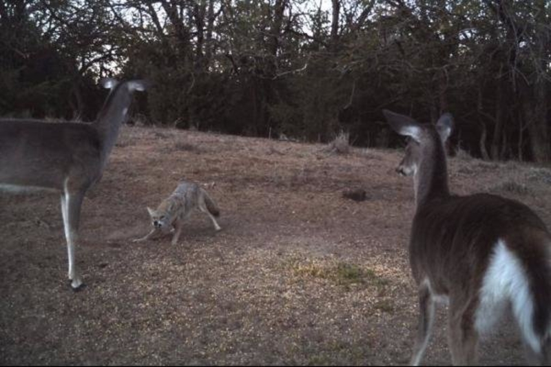 Coyote Deer Stand-off | 