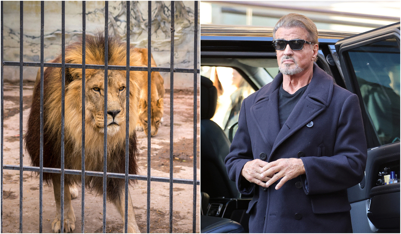 Sylvester Stallone: Lion Cage Cleaner | Shutterstock & Getty Images Photo byNeil Mockford/GC Images