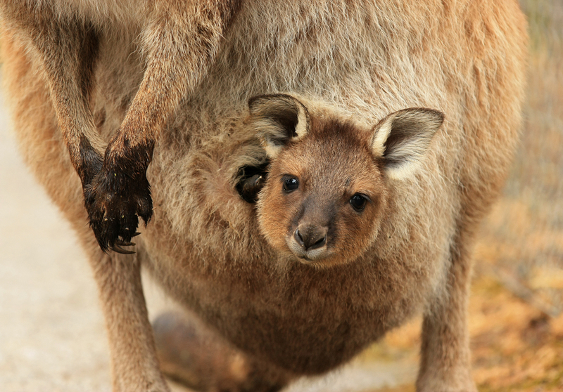 Staying Safe in Momma’s Pouch | K.A.Willis/Shutterstock