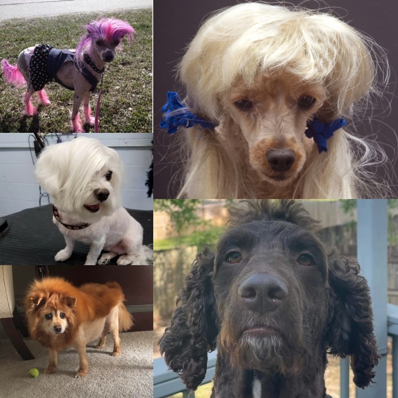 Dog Hairdos That Make Them Look Like Humans | Instagram/@tivas_tassar & Reddit.com/HopHeadRed34 & phoriaa & Getty Images Photo by darak77 & Reddit.com/Twisted_NaeNae