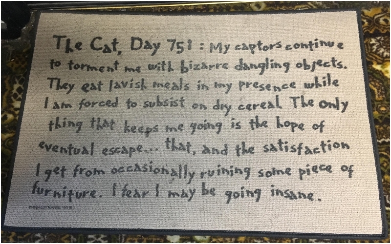 Sassy House Cat Speaks Out | Reddit.com/chuggada