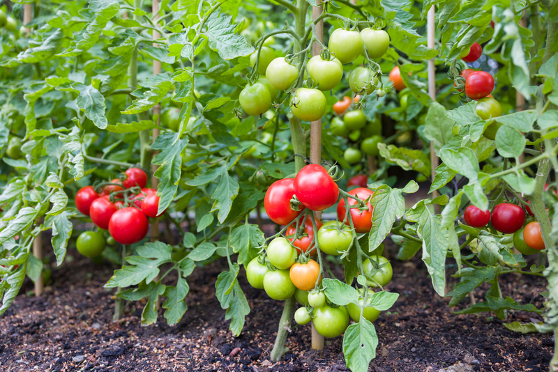 Tomatoes Can Be Sweet | Paul Maguire/Shutterstock