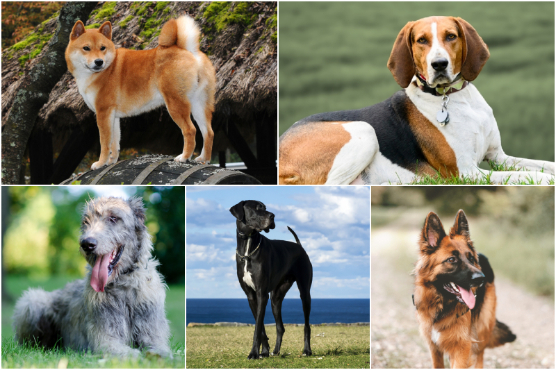 Dog Breeds You Should Consider Twice Before Adopting Part 2 | Ricantimages/Shutterstock & Adithya_photography/Shutterstock & Jana Oudova/Shutterstock & RugliG/Shutterstock & Monika Chodak/Shutterstock