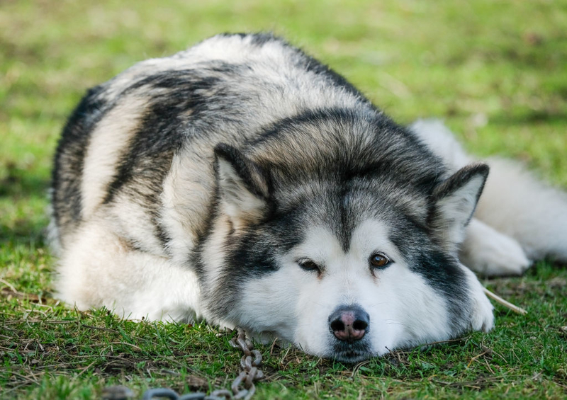 Malamute | Getty Images Photo by Ian Forsyth