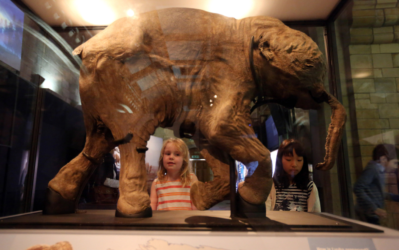 Lyuba: The Baby Mammoth | Getty Images Photo by Steve Parsons/PA Images
