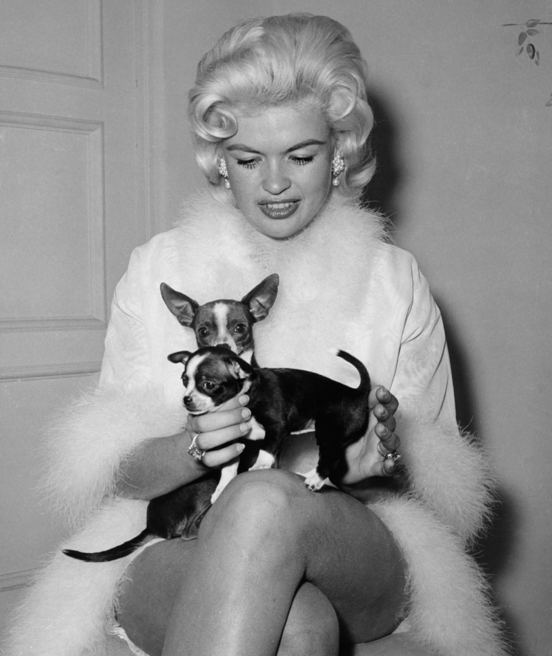 Jayne Mansfield & Her Dogs, 1966 | Alamy Stock Photo by JRC/The Hollywood Archive/PictureLux
