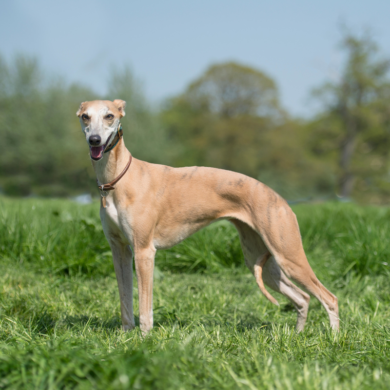Whippet: $2,000 | Alamy Stock Photo by Farlap