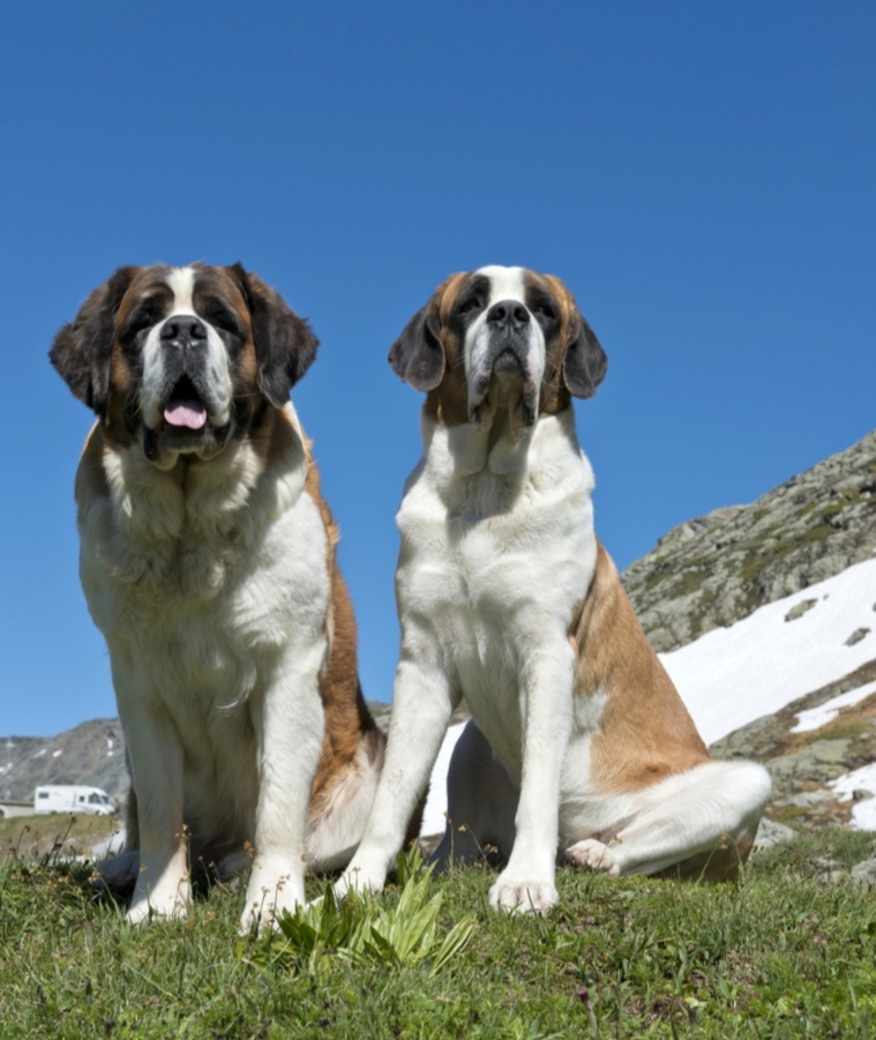 St. Bernard: $1,350 | Getty Images Photo by Prisma by Dukas/Universal Images Group