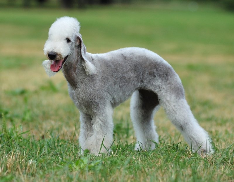 Bedlington Terrier: $4,000 | Natalia V Guseva/Shutterstock
