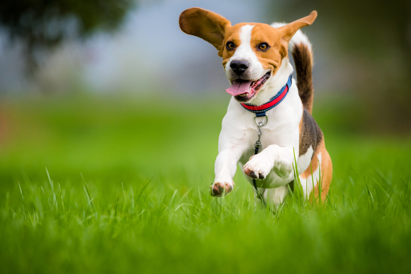 Beagle: $800 | Przemek Iciak/Shutterstock