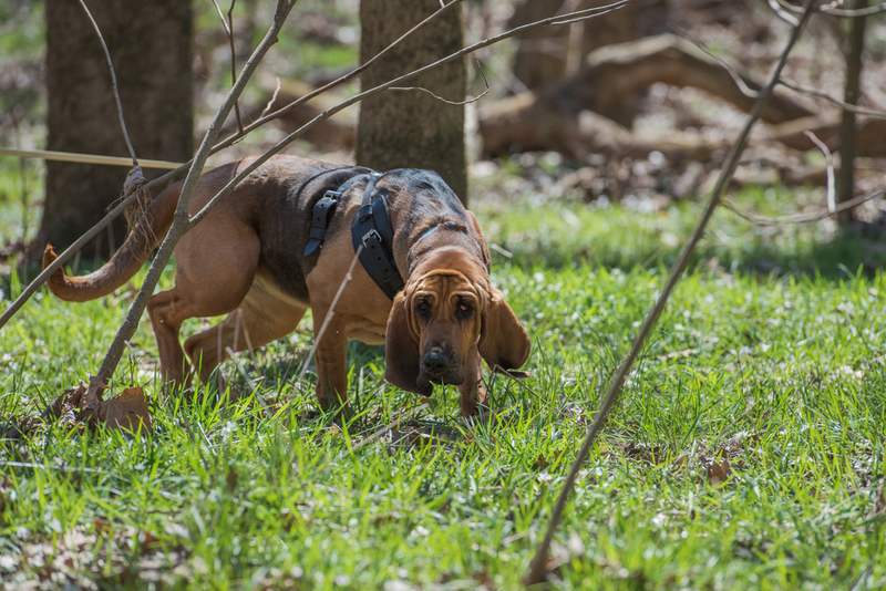 Bloodhound: $1,200 | NSC Photography/Shutterstock