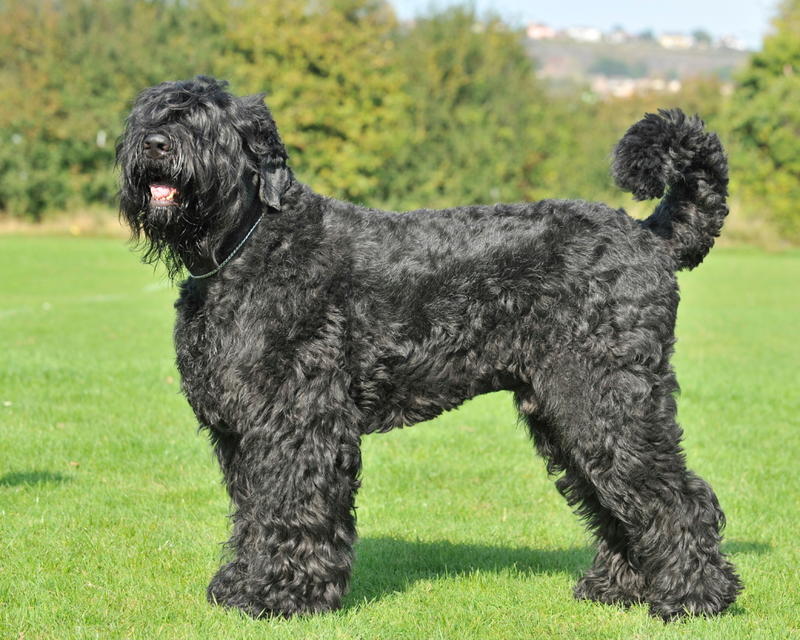 Black Russian Terrier: $3,500 | Alamy Stock Photo by Farlap 
