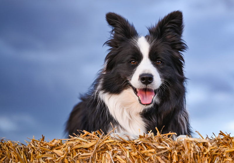 Border Collie: $600 | Getty Images Photo by Patrick Pleul/picture alliance