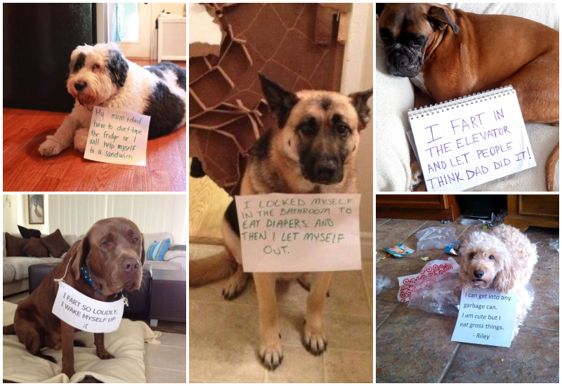 More Adorable Dogs Who Got Caught Being Not-So-Good Boys | Imgur.com/4yXI3bj & Uy1FGrO & GnCetF4 & 4cNnQ8Z & Instagram/@finn__cockapoo