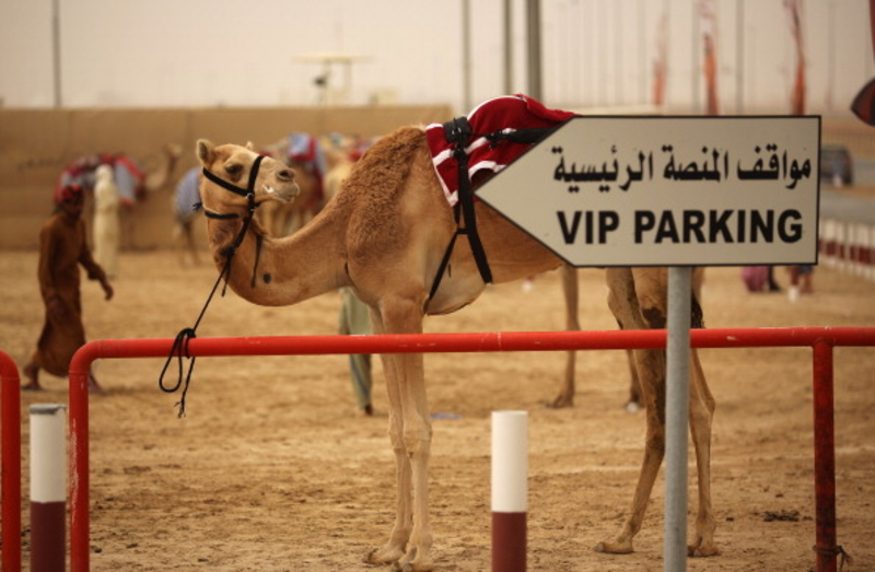 Camel Here, Camel There, Camel Everywhere | Getty Images Photo by Christopher Furlong/Staff