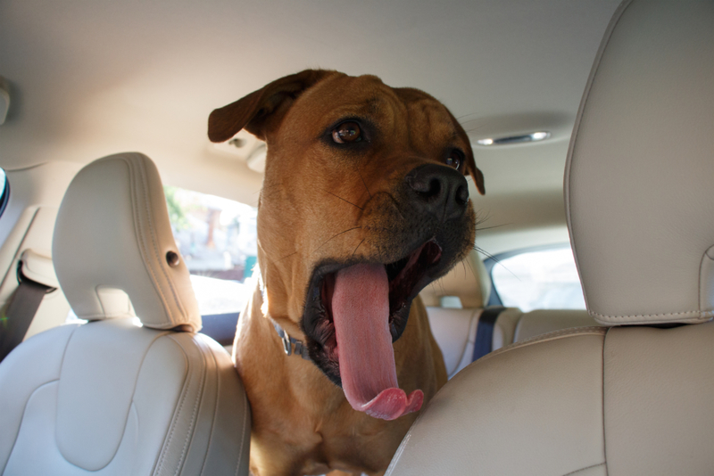 Dogs in Cars = Fun Stories | Julia Shumenko/Shutterstock