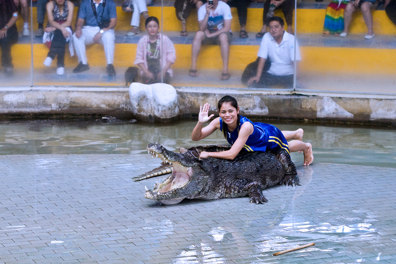 Alligator Wrestling | Shutterstock