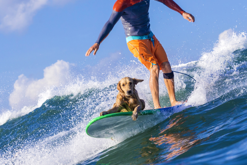 Dog-Surfing | Getty Images Photo By Konstantin Trubavin