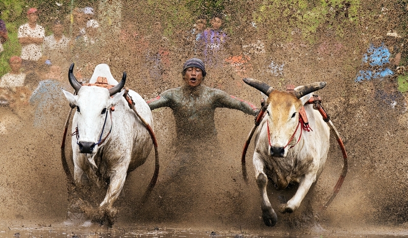 Mud Cow Racing | Shutterstock