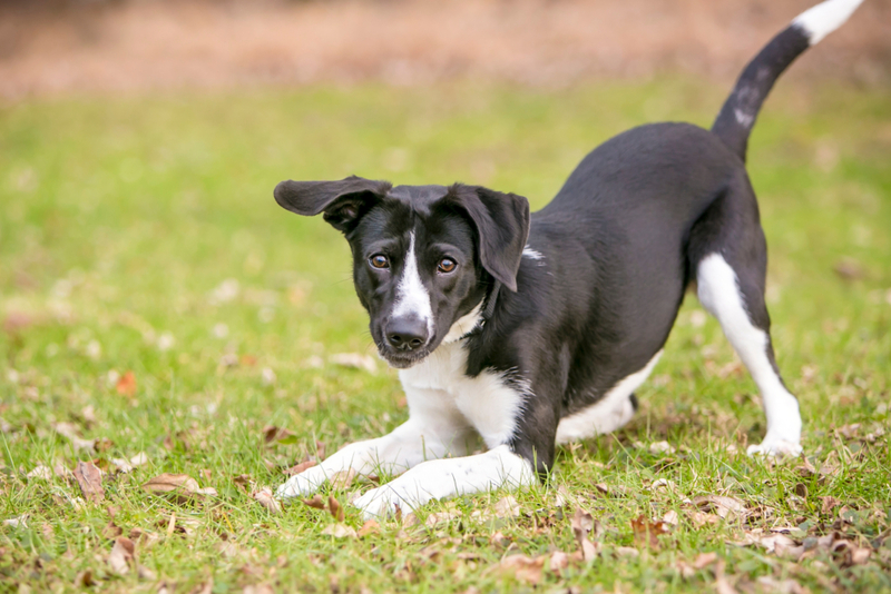 Why is My Dog Panting and Shaking? | Canna-Pet®