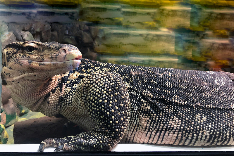 Lizards. Really Big Lizards | FamStudio/Shutterstock