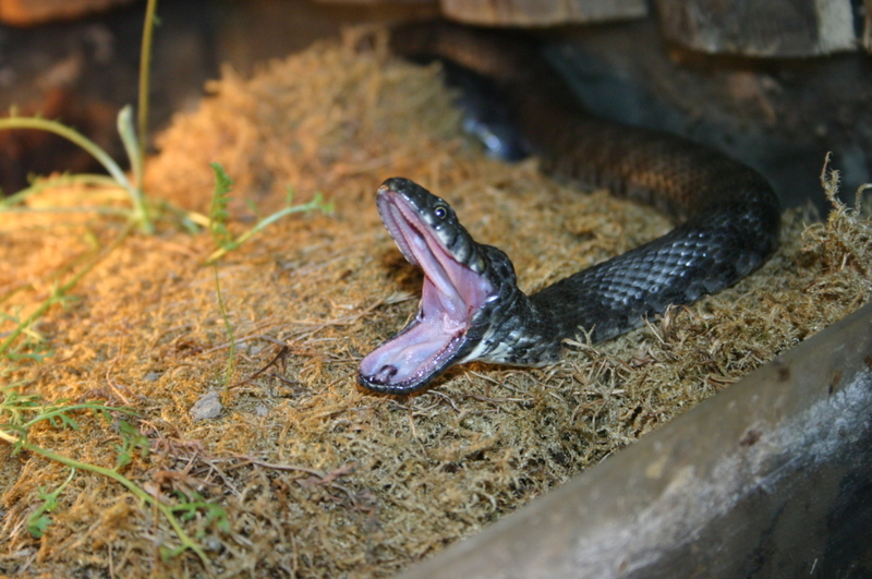 Your Snake Isn't Really Yawning  | Getty Images photo by jurc