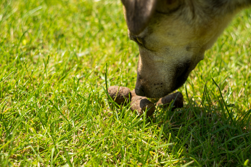 Dogs Eating Poop | Shutterstock