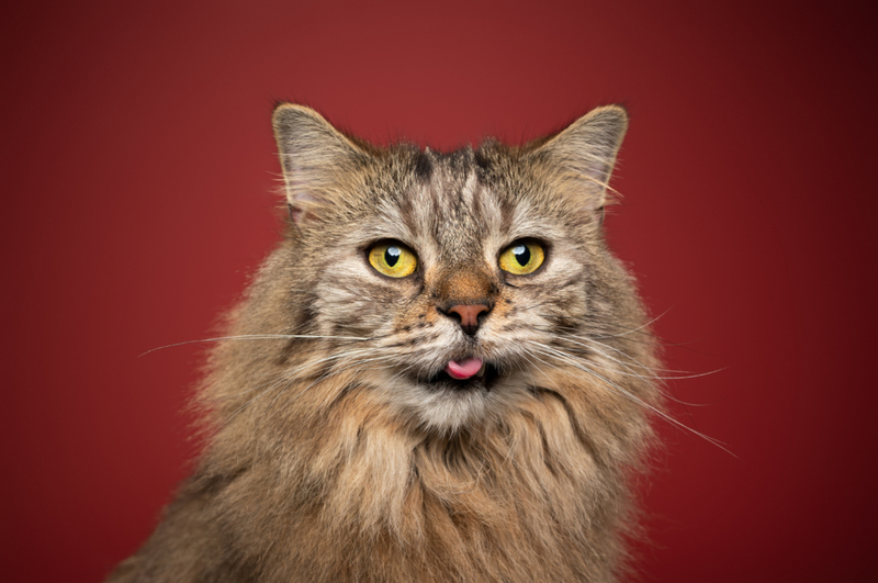 Blep | Getty Images Photo By Nils Jacobi