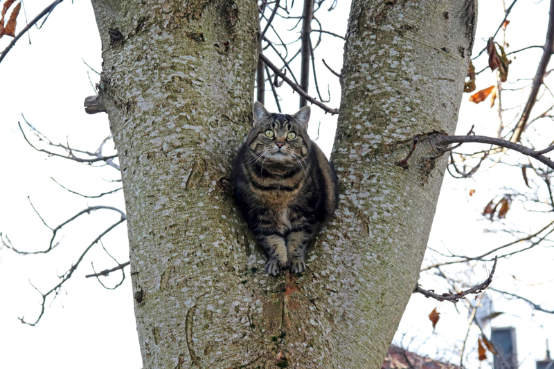 Stuck Up a Tree | Getty Images Photo By Astrid860