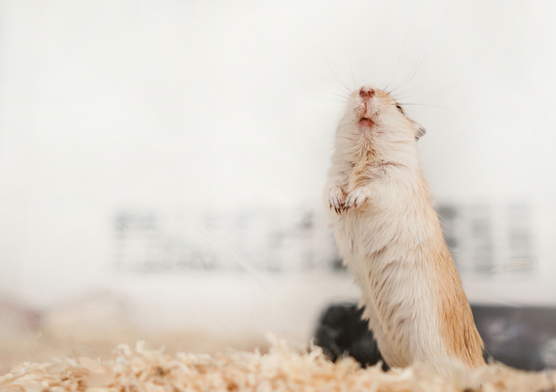 Your Hamster Isn't Begging | Getty Images photo by Oier Aso Poza