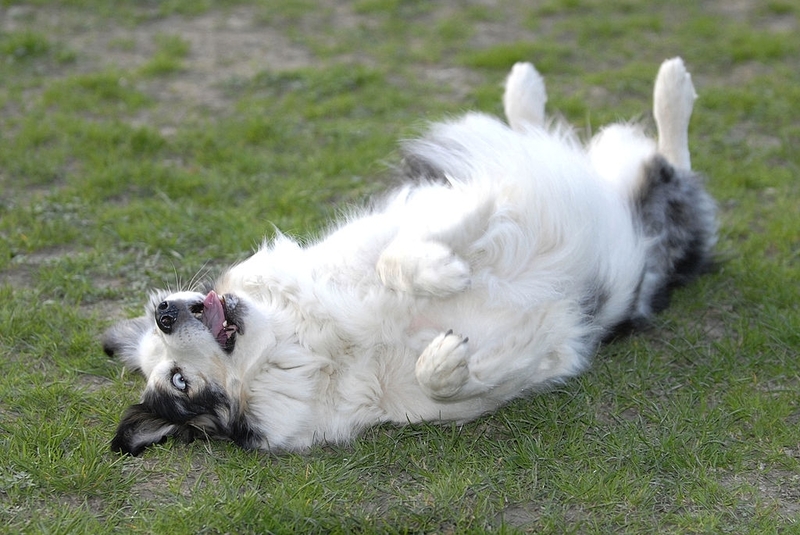Exposed Dog Belly Is a Sign of Respect | Getty Images Photo by BSIP