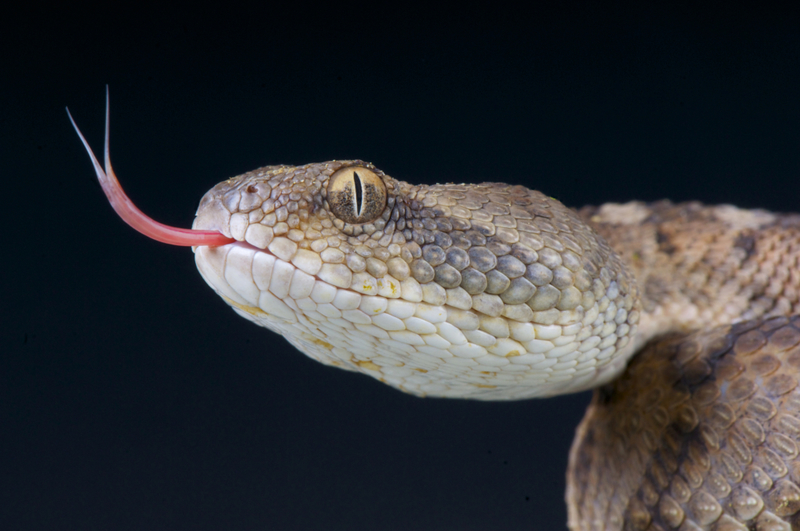A Flick of the Tongue | Getty Images photo by reptiles4all